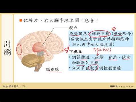 下視丘功能口訣|下視丘：你身體的神秘指令中心